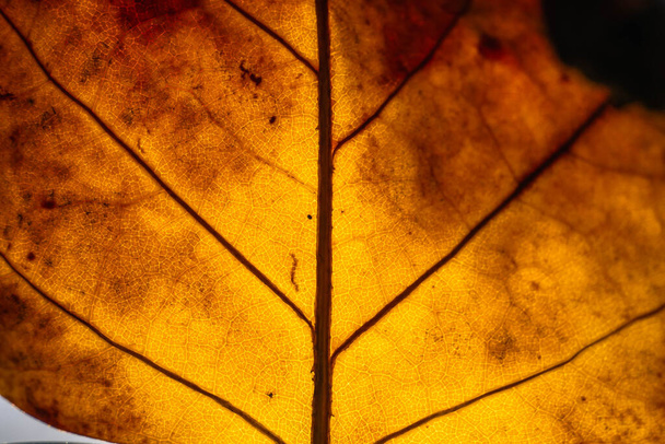 подсвеченная деталь оранжевого листа осеннего дерева - Фото, изображение