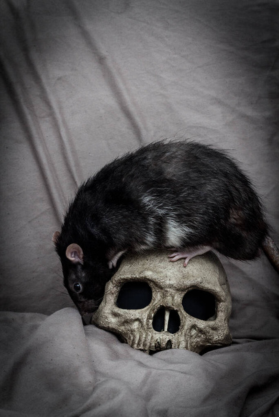 Zvířecí krysa hraje poblíž staré rozkládající se lidské lebky jako mor koncept - Fotografie, Obrázek