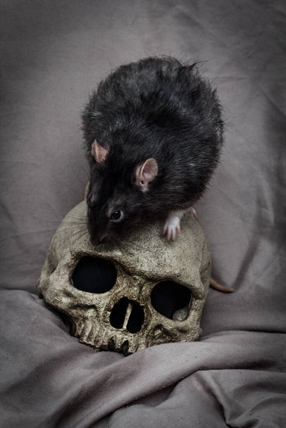 Rata de mascota jugando cerca del viejo cráneo humano decaído como concepto de plaga - Foto, Imagen