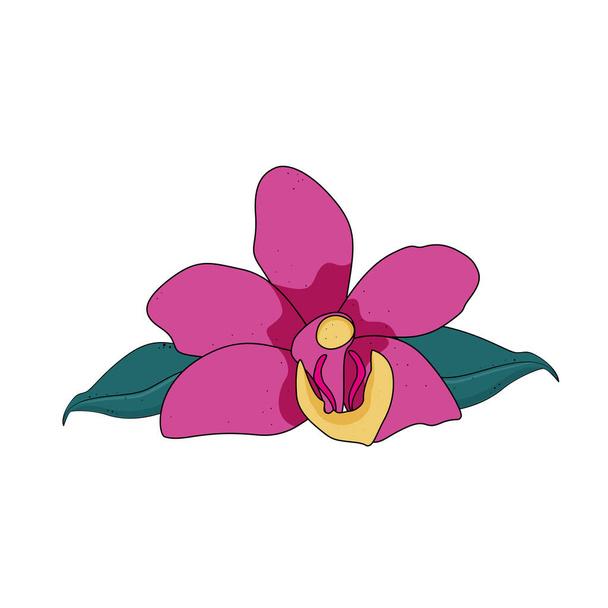 Fleur rose orchidée isolée sur fond blanc. Illustration vectorielle, - Vecteur, image
