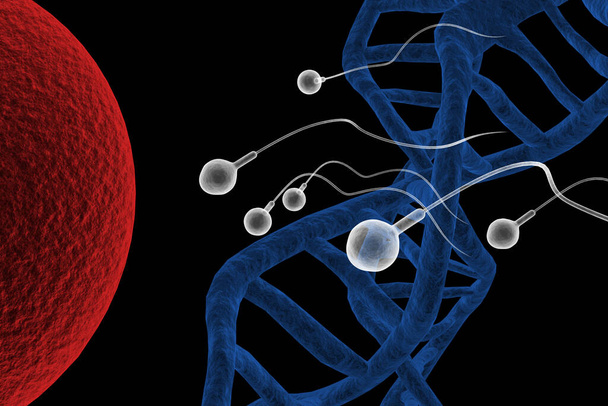 Natación carrera de esperma para impregnar un óvulo humano fértil Ilustración 3D - Foto, imagen
