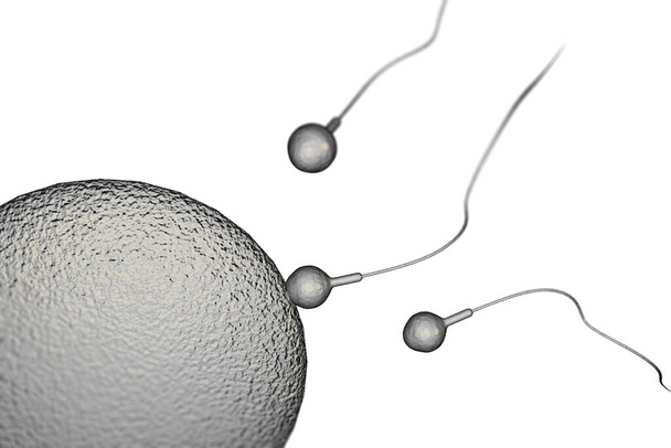 Natação esperma raça para engravidar um óvulo humano fértil 3D ilustração digital - Foto, Imagem