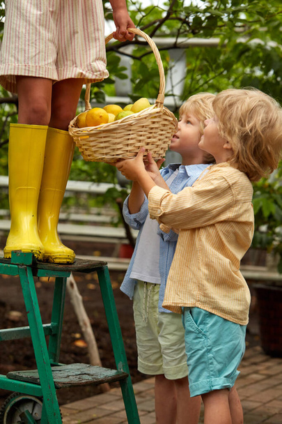 two caucasian kid boys help to hold basket with lemons in the garden - Фото, зображення