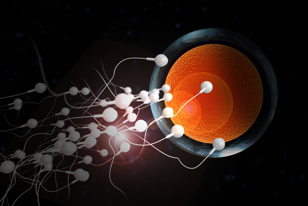 Schwimmende Spermien rennen um die Befruchtung einer fruchtbaren menschlichen Eizelle 3D-Illustration - Foto, Bild