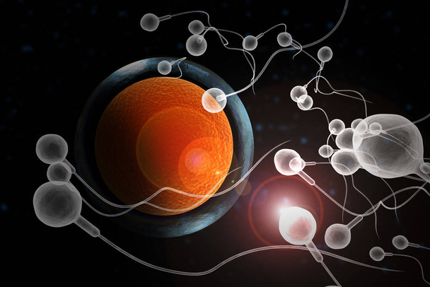 Plavání spermie závod impregnovat plodné lidské vejce 3D ilustrace - Fotografie, Obrázek