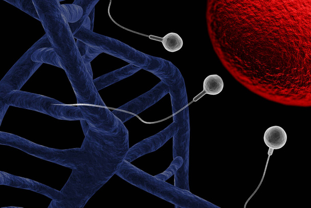 受精卵を含浸させるために精子の競争を泳ぐ3Dイラスト - 写真・画像
