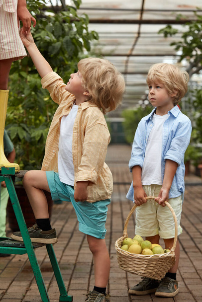 little volunteers collect lemons in lemonarium of garden - Fotoğraf, Görsel