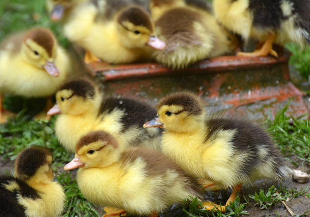 Patos almizcleros jóvenes crían (Cairina moschata) a la edad de unos pocos días - Foto, imagen