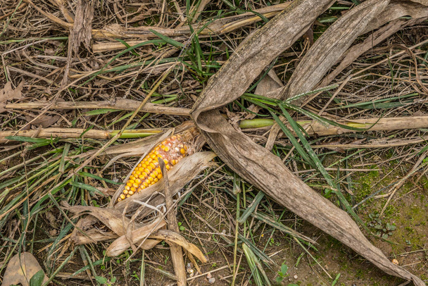 Oreja de maíz todavía en la cáscara parcialmente expuesta tendida en el suelo con los tallos y borlas después de la cosecha de los campos de maíz - Foto, imagen