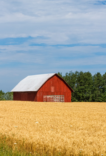 červená stodola v oboru - Fotografie, Obrázek