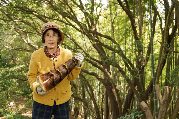 Idős nő bambusz lövést arat. - Fotó, kép