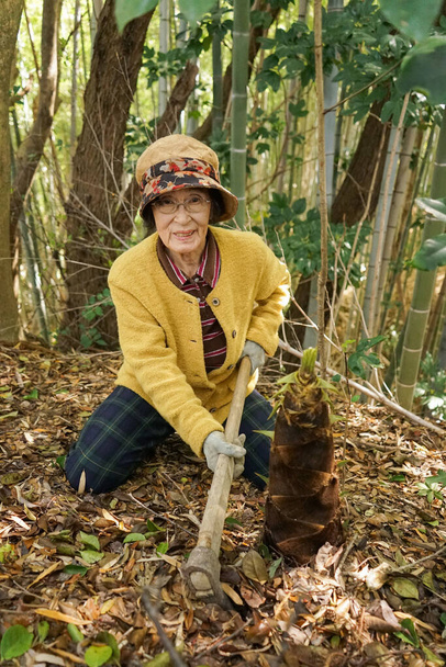 Elderly woman harvesting a bamboo shoot - Zdjęcie, obraz
