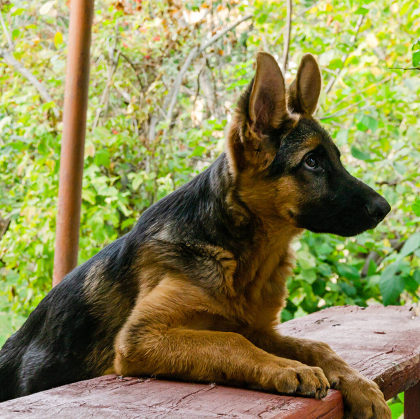 Shepherd puppy in the garden for a walk in the fall, afternoon. - Photo, Image