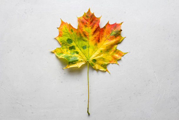 Bright yellow green red orange maple leaf close up lies on white light gray modern concrete background, modern style, autumn card, concept, september, october. Copy space for your text. Top view. - Photo, Image