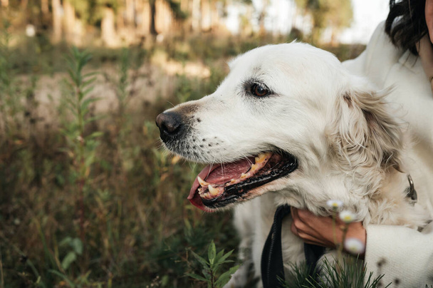 White golden retriever dog in the forest - Fotó, kép