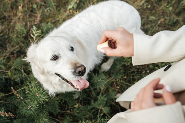 White golden retriever dog looking on  the dog treat - Foto, afbeelding