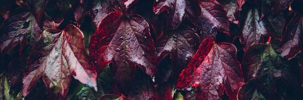 Ivy listy, podzimní pozadí koncept - Fotografie, Obrázek