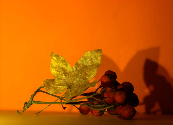 Composition des feuilles d'érable d'automne et des baies rouges de frêne montagneux, fond lumineux d'automne - Photo, image