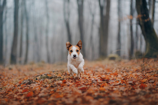 dog in autumn forest. Jack Russell Terrier on a stump. - Foto, imagen