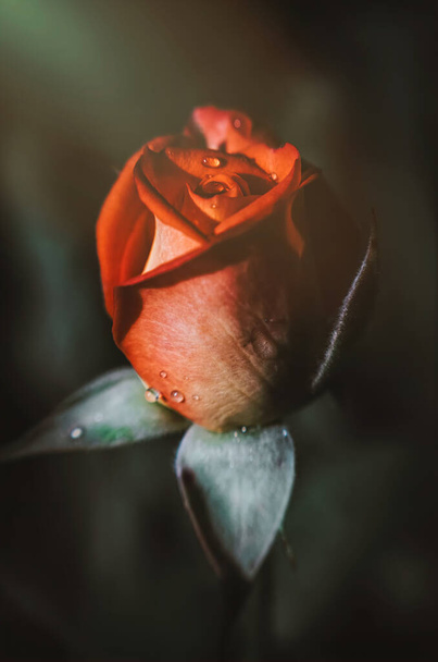 Delicada flor de una rosa de té inglés otoñal en el jardín - Foto, Imagen