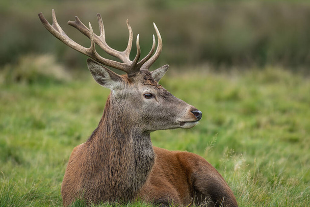 草の上でリラックスし、コピースペースに右を探している若い赤い鹿のスタッグのクローズアッププロフィールの肖像画 - 写真・画像