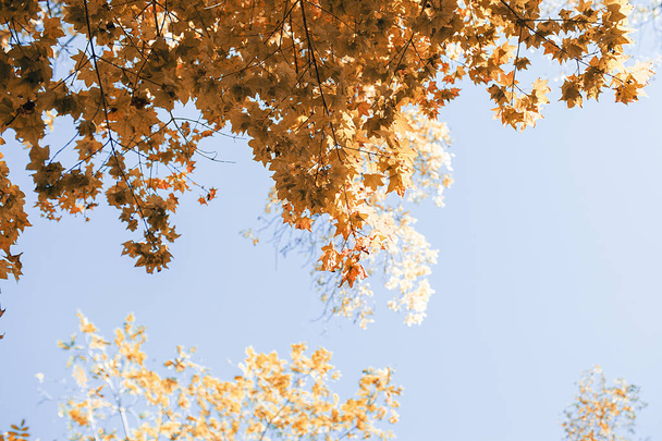 krásný pulzující oranžový javor větve v teplém slunném podzimu proti jasné modré obloze - Fotografie, Obrázek