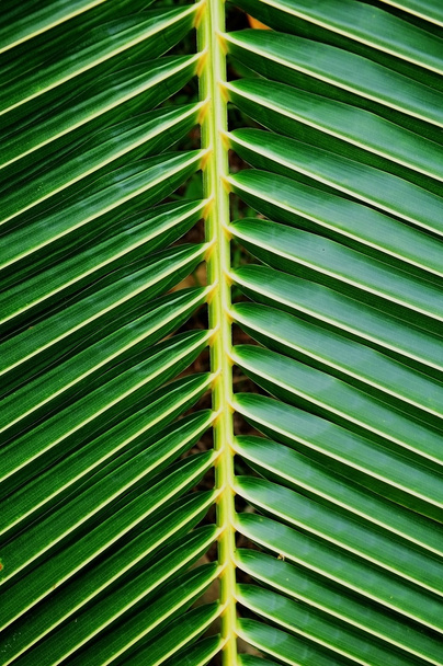 Green coconut leaf - Фото, изображение