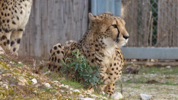 Cheetah Acinonyx jubatus Schreber lying in Lunaret zoo Montpellier. Close shot in - Footage, Video