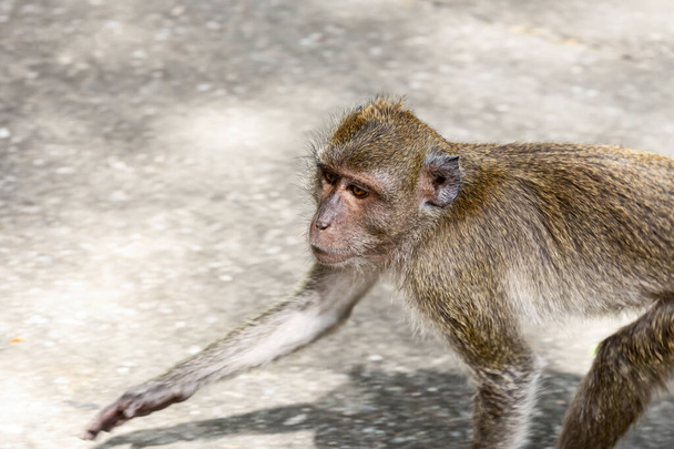 Tajlandia makaka z jasnymi oczami wyciąga łapę - Zdjęcie, obraz