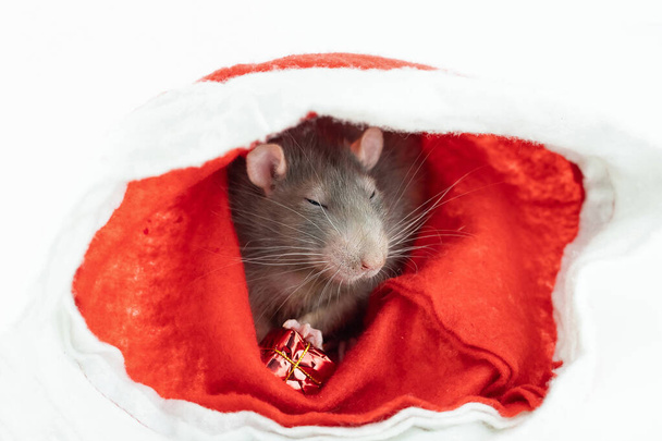 Szary szczur siedzi w czerwonym świątecznym kapeluszu z prezentem noworocznym w łapkach - Zdjęcie, obraz