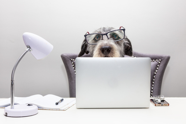 Ocupado jefe mascota terrier perro lleva gafas y trabaja en el escritorio blanco detrás de la computadora portátil en divertido estudio conceptual disparado contra el fondo blanco. - Foto, Imagen