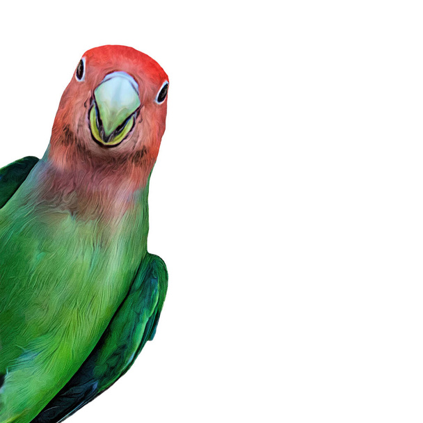 A colorful red and green tropical lovebird  leans in isolated against white studio background - Photo, Image