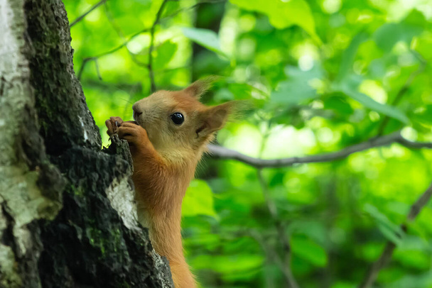 cute orange squirrel on a tree trunk in the forest eating a nut - Photo, Image