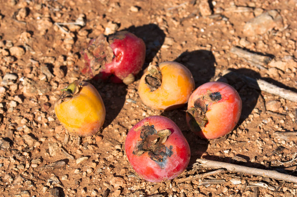 Example of persimmons persimmons fruit infested by a pseudococcidae or cotonet (Pseudococcus longispinus) pest - Photo, Image