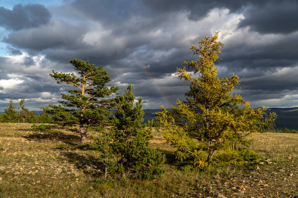 Yellow larch trees on the shore of Lake Baikal - Fotografie, Obrázek