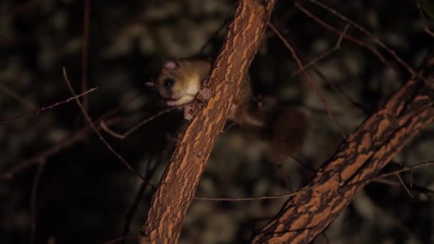 jadalne dormouse lub tłuszczu dormouse glis glis na gałęzi w nocy z bliska na południe od Francji - Materiał filmowy, wideo