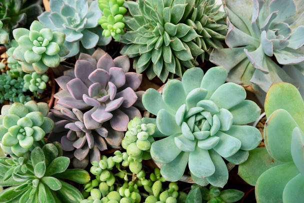 Green and purple succulent plant garden top view background - Фото, изображение