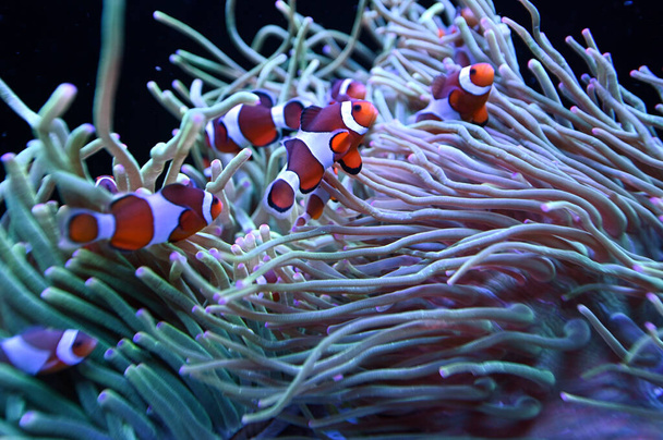 Група клоунів Ocellaris опинилася в чудовій морській анемоні на рифі Нінгалу (Західна Австралія). - Фото, зображення