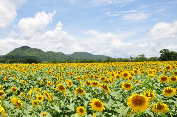 Yellow sunflower field - Photo, Image