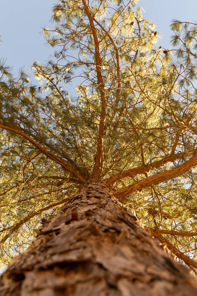 Nízký úhel záběru borovice s bedlivým pohledem na jeho kládu.. Hledání stromu - Fotografie, Obrázek