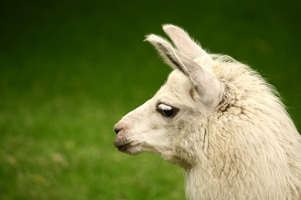 bílý, smutný chlupaté lama glama s dlouhé řasy na svěží zelené letní trávy. zblízka portrét od zoo - Fotografie, Obrázek