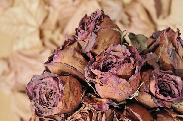 Dried roses - 写真・画像