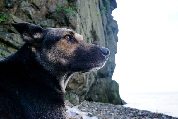 Gyönyörű kutya, egy fiatal pásztor kutya elgondolkodva fekszik a kavicsos strandon. - Fotó, kép