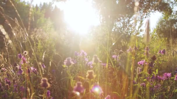 Schöne Sommerwiese bei Sonnenuntergang - Filmmaterial, Video