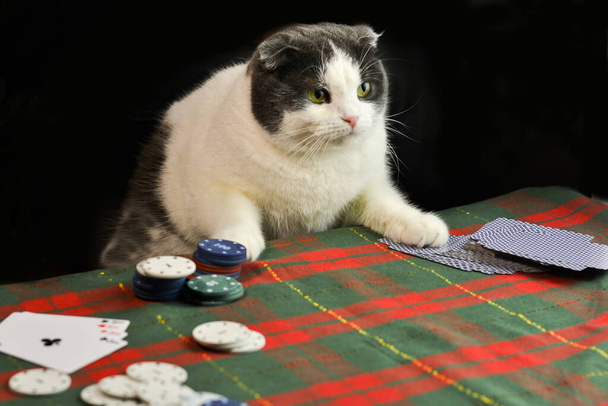 Серьезный толстоухий кот сосредоточенно играет в покер - Фото, изображение