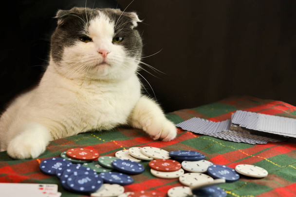 Vážná tlustá kočka s klapkovitýma ušima soustředěně hraje poker - Fotografie, Obrázek