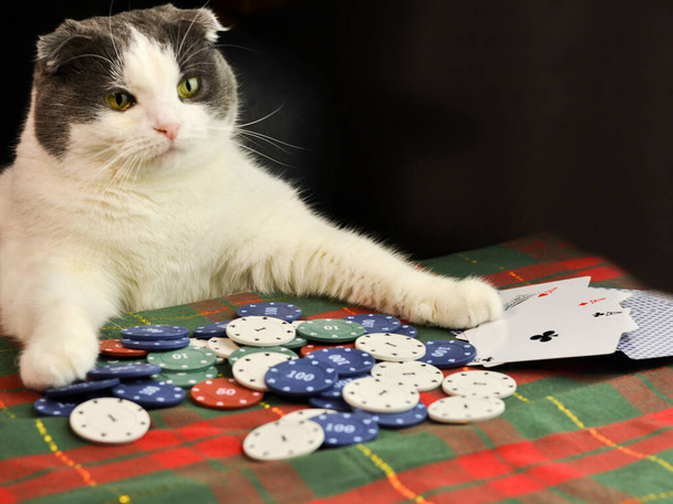 Serious fat flap-eared cat concentratedly playing poker - Photo, Image