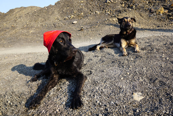 Černý pes v červené panama a pastýř - Fotografie, Obrázek