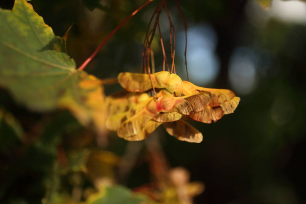 Golden maple samaras in autumn in nature - Photo, Image