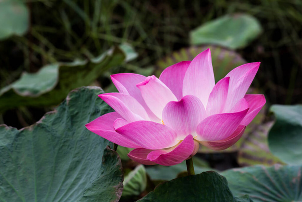 This beautiful waterlily or lotus flower is complimented by the rich colors. Saturated colors and vibrant detail make this an almost surreal image. - Φωτογραφία, εικόνα